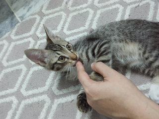 4 Kittens For Adoption - Oriental Short Hair + Oriental Long Hair Cat