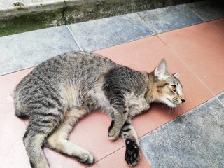 Chiko - Ocicat + Domestic Short Hair Cat