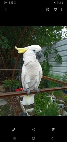 Cockatoo Sulfur Greater  - Cockatoo Bird