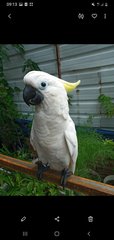 Cockatoo Sulfur Greater  - Cockatoo Bird