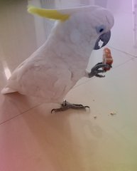 Cockatoo Sulfur Greater  - Cockatoo Bird