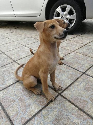 Popi And Mini  - Mixed Breed Dog