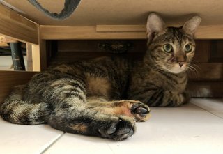 Mayumi - Domestic Short Hair Cat