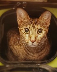 Mayumi - Domestic Short Hair Cat