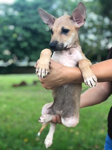 Kiwi - Shepherd Mix Dog