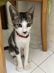 Tinkle - Domestic Short Hair Cat