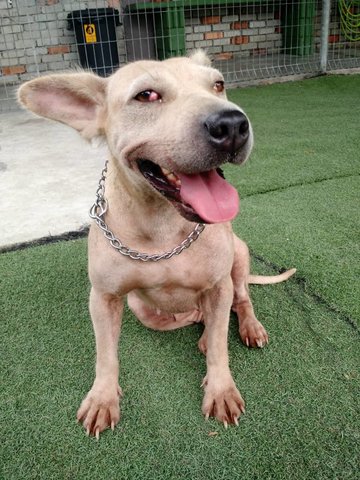 Bella - Shar Pei Mix Dog