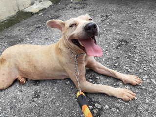 Bella - Shar Pei Mix Dog