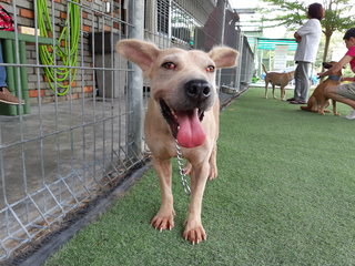 Bella - Shar Pei Mix Dog