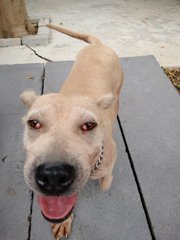 Bella - Shar Pei Mix Dog