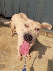 Bella - Shar Pei Mix Dog