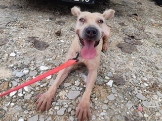 Bella - Shar Pei Mix Dog