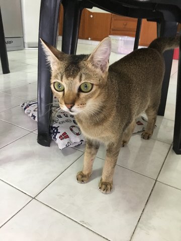 Kimchi - Domestic Short Hair Cat