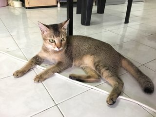 Kimchi - Domestic Short Hair Cat