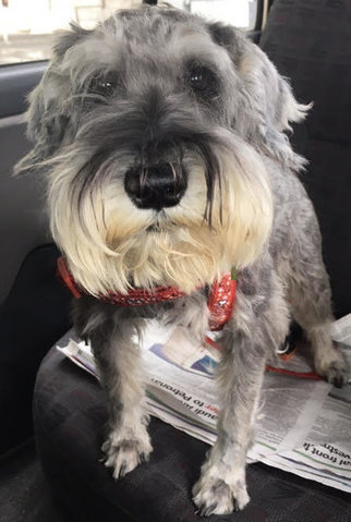 Hopey - Schnauzer Dog