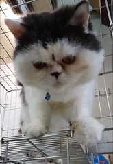 Thunder - Persian Cat