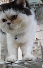 Thunder - Persian Cat