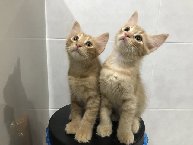 Dewey &amp; Louie - Domestic Short Hair Cat