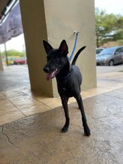 Panther - Belgian Shepherd Malinois Mix Dog