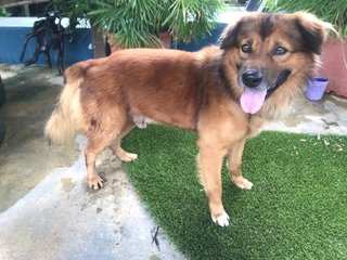 Boxer Harry - Golden Retriever Mix Dog