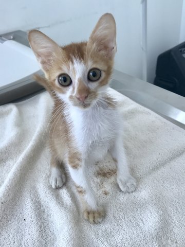Neo 1 - Domestic Short Hair Cat