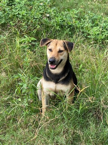 Rocco - Mixed Breed Dog