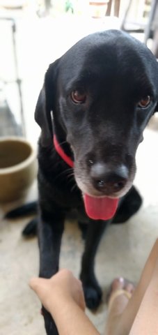 Tutu - Labrador Retriever Dog