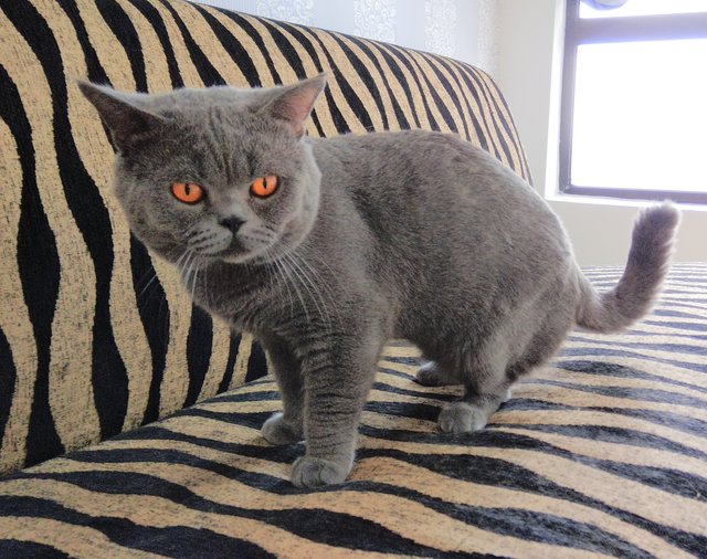 Foton - British Shorthair Cat