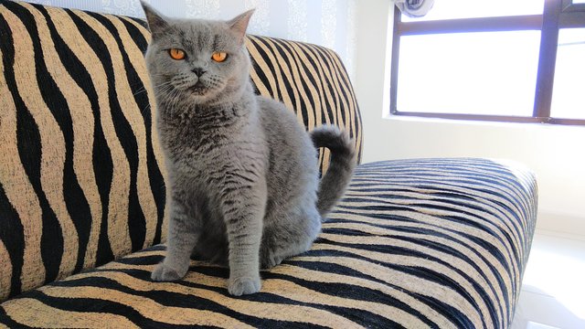 Laila - British Shorthair Cat