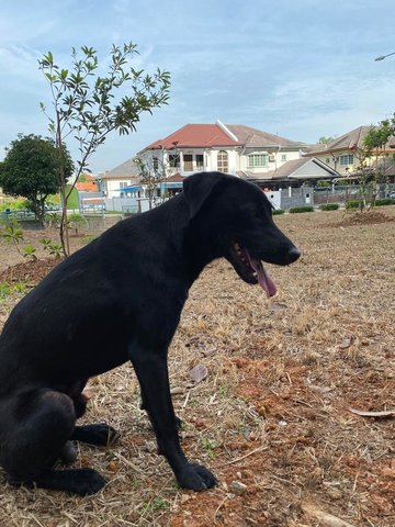 Hurley - Mixed Breed Dog