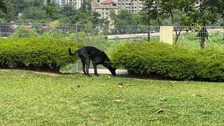 Hurley - Mixed Breed Dog