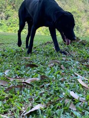 Hurley - Mixed Breed Dog