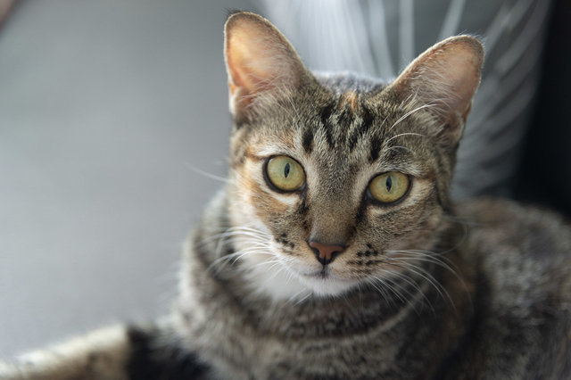 Tortellini - Bengal + Tabby Cat