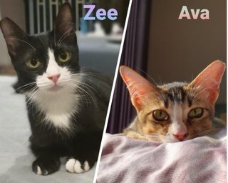 Ava &amp; Zee - Domestic Short Hair Cat