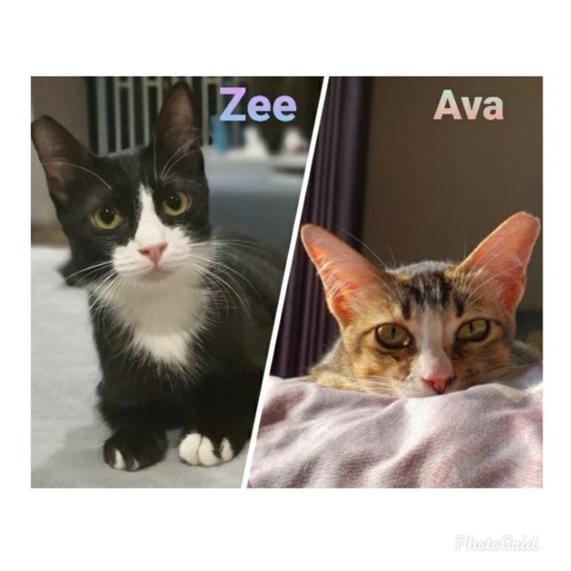 Ava &amp; Zee - Domestic Short Hair Cat