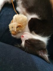 Floki sleeps with Tikoo, his bff