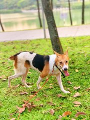 Vicky-short Tailed - Jack Russell Terrier + Rat Terrier Dog