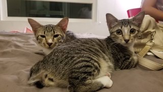 Penguin &amp; Junior@june - Domestic Short Hair Cat