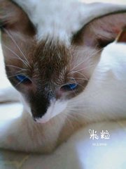 Mili 米粒 - Siamese Cat