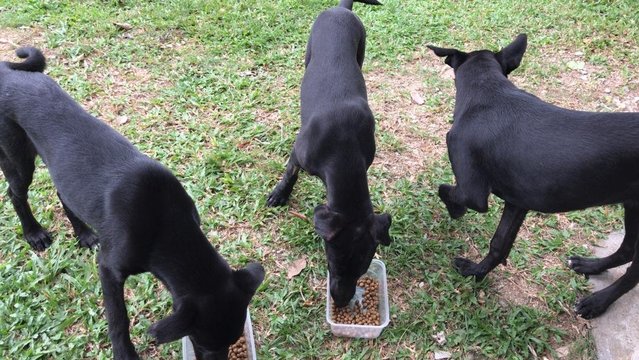 Black Beauty Trio - Labrador Retriever + Shepherd Dog