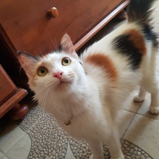 Aiko The Lil Loved One - Calico + Domestic Long Hair Cat