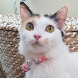 Aiko The Lil Loved One - Calico + Domestic Long Hair Cat