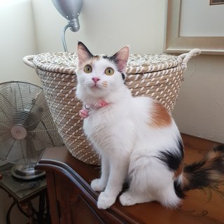 Aiko The Lil Loved One - Calico + Domestic Long Hair Cat