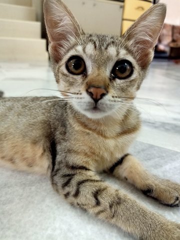 Bubu - Domestic Short Hair Cat