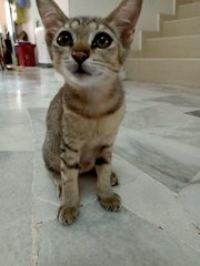 Bubu - Domestic Short Hair Cat