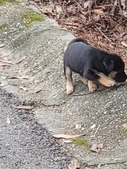 Abandoned Puppies At Seri Kembangan - Mixed Breed Dog