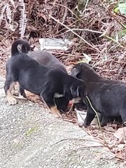 Abandoned Puppies At Seri Kembangan - Mixed Breed Dog