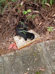 Abandoned Puppies At Seri Kembangan - Mixed Breed Dog