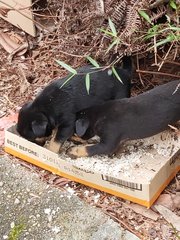 Abandoned Puppies At Seri Kembangan - Mixed Breed Dog