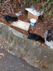 Abandoned Puppies At Seri Kembangan - Mixed Breed Dog